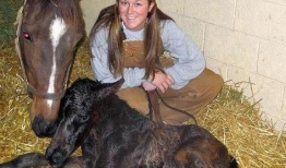 马交配过程视频